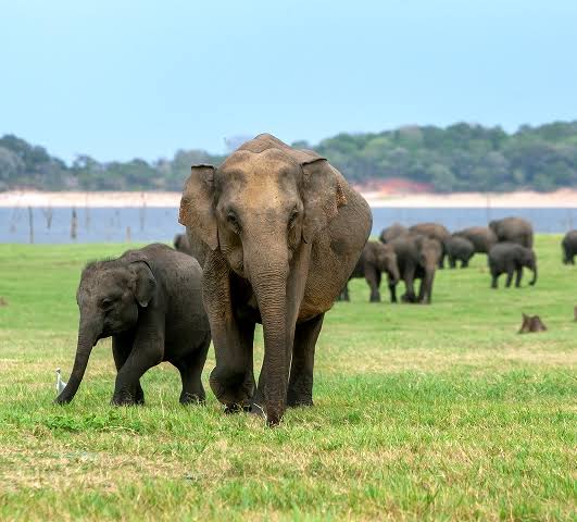 Elephant Encounter